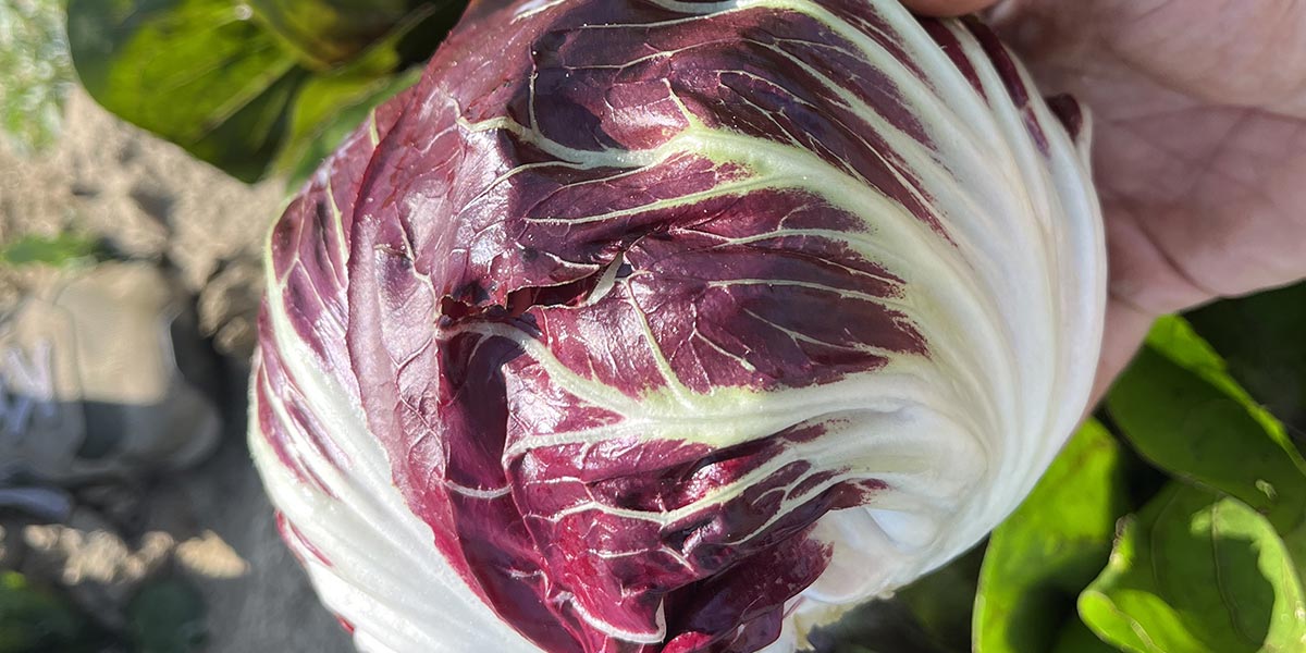 Philidor F1, il radicchio tondo rosso firmato Vilmorin-Mikado